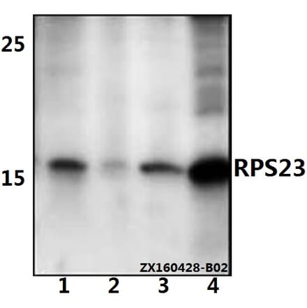 Anti-RPS23 Antibody from Bioworld Technology (BS61528) - Antibodies.com
