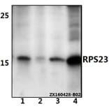 Anti-RPS23 Antibody from Bioworld Technology (BS61528) - Antibodies.com