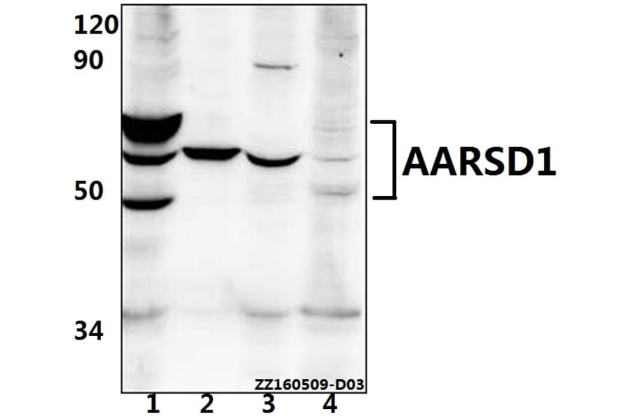 Anti-AARSD1 Antibody from Bioworld Technology (BS61529) - Antibodies.com