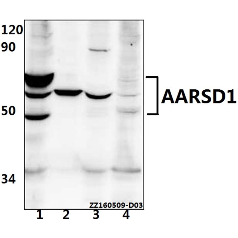 Anti-AARSD1 Antibody from Bioworld Technology (BS61529) - Antibodies.com