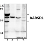 Anti-AARSD1 Antibody from Bioworld Technology (BS61529) - Antibodies.com