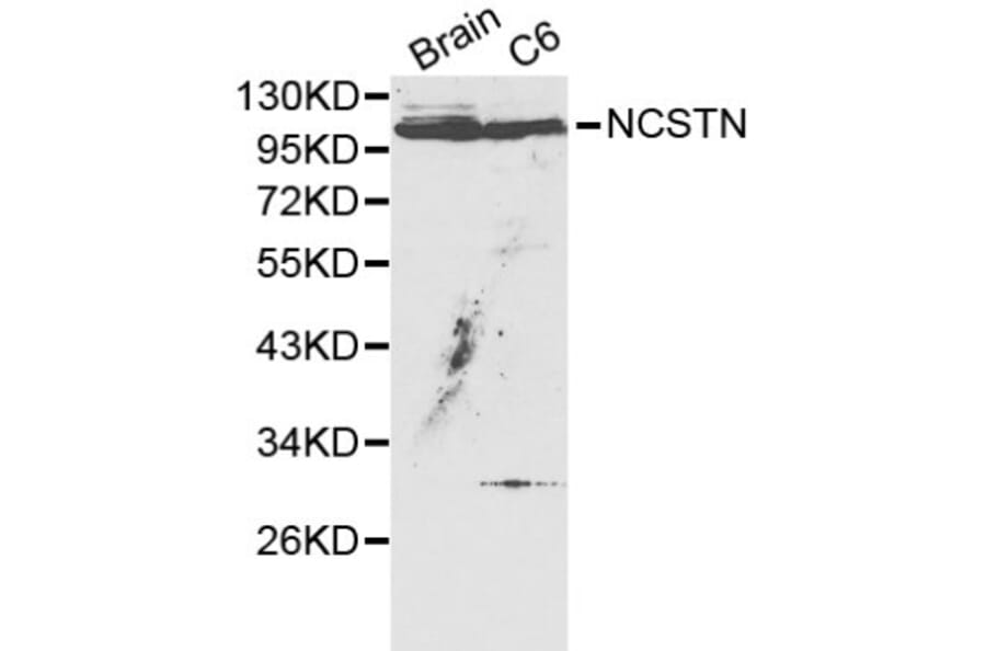 Anti-NCSTN Antibody from Bioworld Technology (BS6153) - Antibodies.com