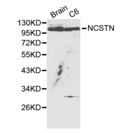 Anti-NCSTN Antibody from Bioworld Technology (BS6153) - Antibodies.com