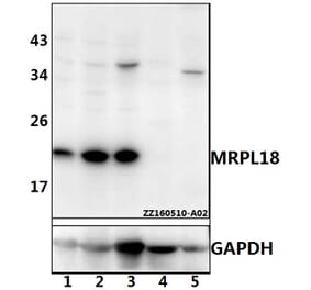 Anti-MRPL18 Antibody from Bioworld Technology (BS61530) - Antibodies.com