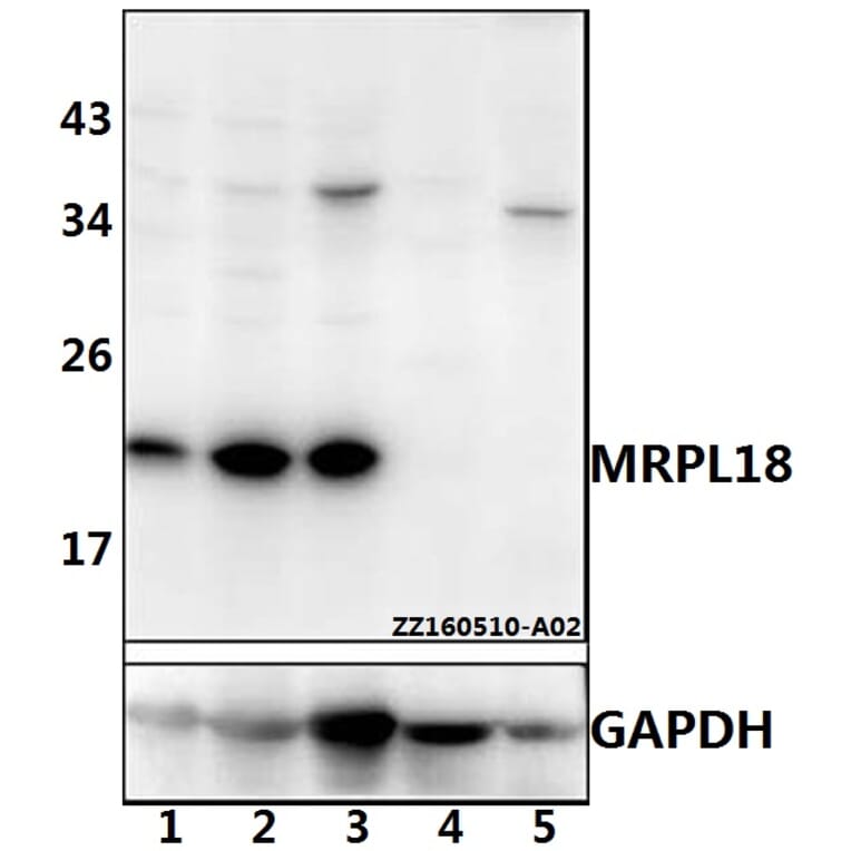 Anti-MRPL18 Antibody from Bioworld Technology (BS61530) - Antibodies.com