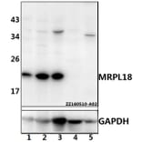 Anti-MRPL18 Antibody from Bioworld Technology (BS61530) - Antibodies.com