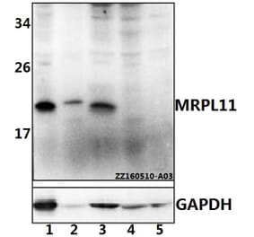 Anti-MRPL11 Antibody from Bioworld Technology (BS61531) - Antibodies.com