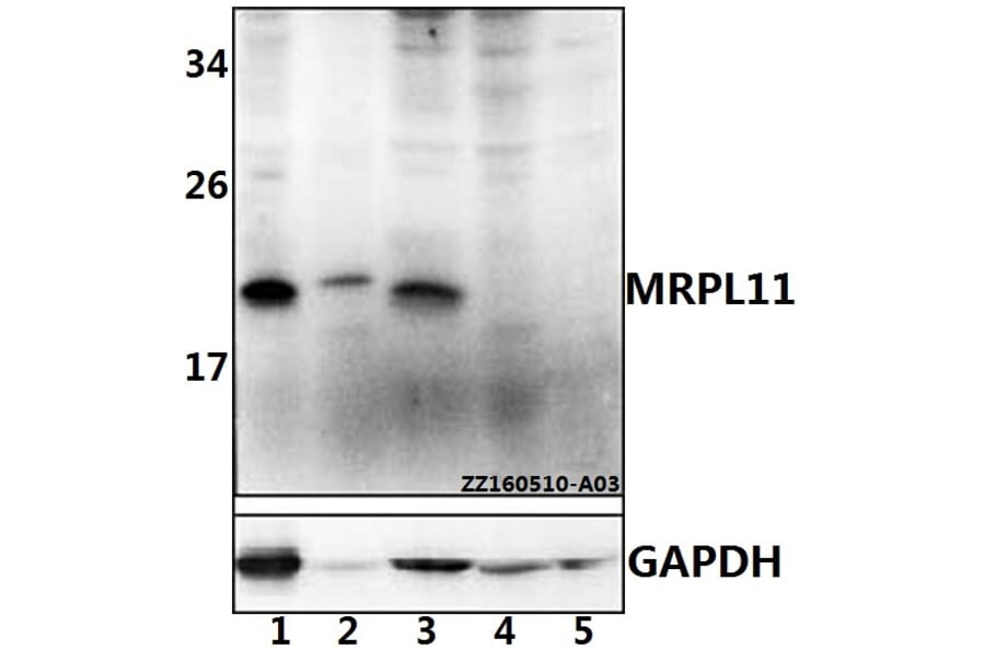 Anti-MRPL11 Antibody from Bioworld Technology (BS61531) - Antibodies.com