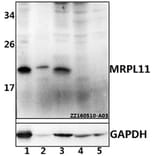 Anti-MRPL11 Antibody from Bioworld Technology (BS61531) - Antibodies.com