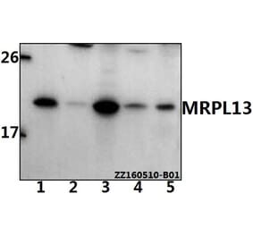 Anti-MRPL13 Antibody from Bioworld Technology (BS61532) - Antibodies.com
