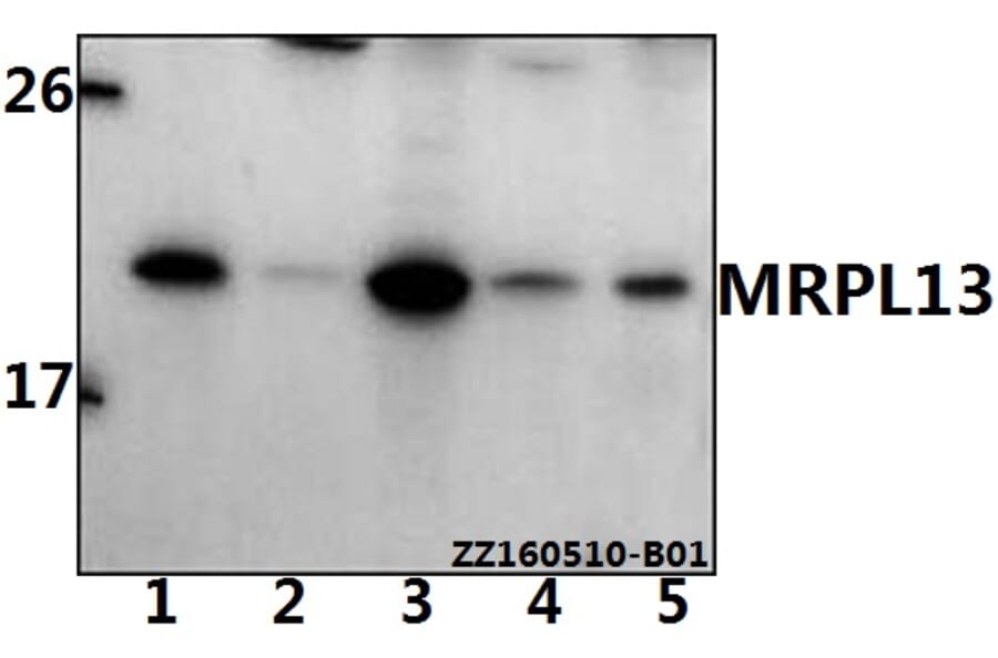 Anti-MRPL13 Antibody from Bioworld Technology (BS61532) - Antibodies.com