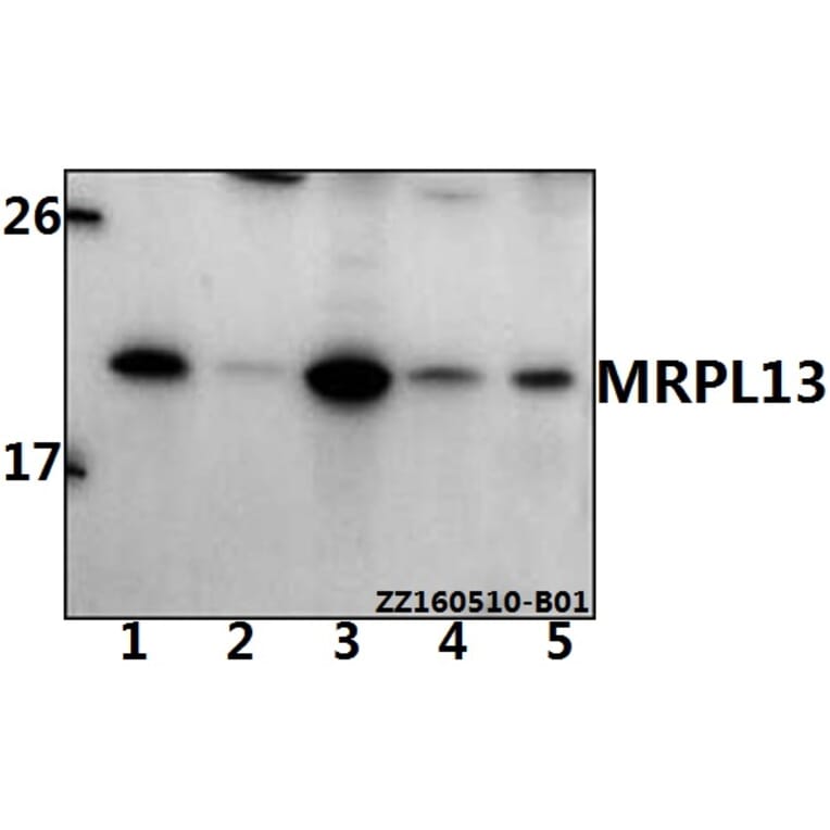 Anti-MRPL13 Antibody from Bioworld Technology (BS61532) - Antibodies.com