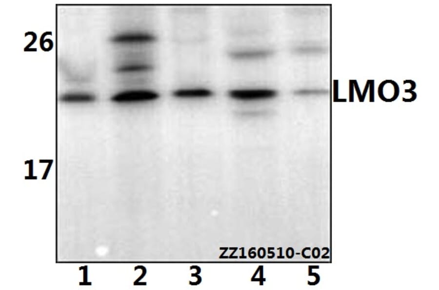 Anti-LMO3 Antibody from Bioworld Technology (BS61533) - Antibodies.com