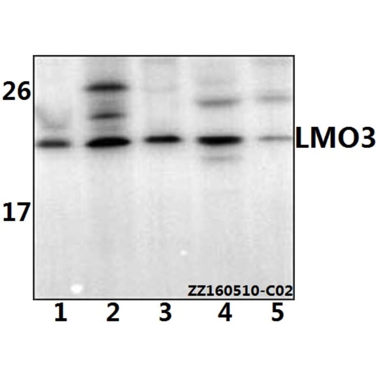 Anti-LMO3 Antibody from Bioworld Technology (BS61533) - Antibodies.com