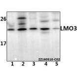 Anti-LMO3 Antibody from Bioworld Technology (BS61533) - Antibodies.com