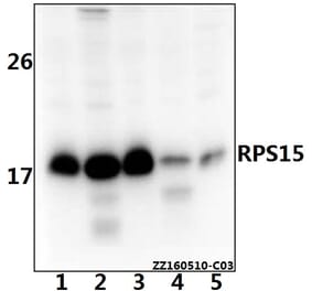 Anti-RPS15 Antibody from Bioworld Technology (BS61534) - Antibodies.com