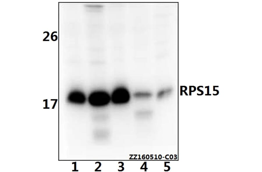 Anti-RPS15 Antibody from Bioworld Technology (BS61534) - Antibodies.com