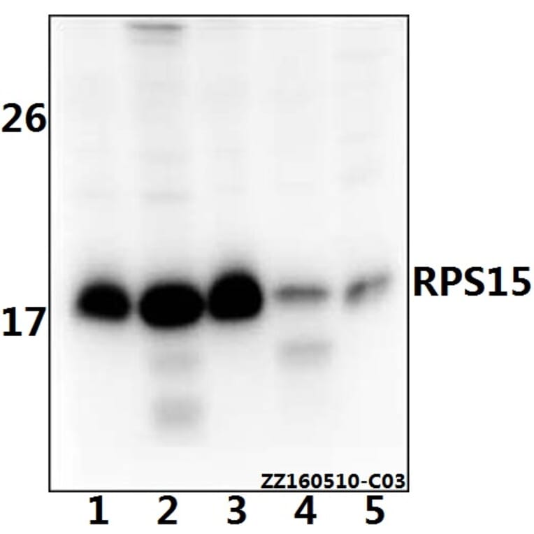 Anti-RPS15 Antibody from Bioworld Technology (BS61534) - Antibodies.com