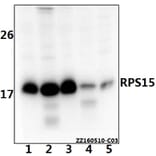 Anti-RPS15 Antibody from Bioworld Technology (BS61534) - Antibodies.com