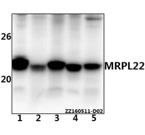 Anti-MRPL22 Antibody from Bioworld Technology (BS61535) - Antibodies.com