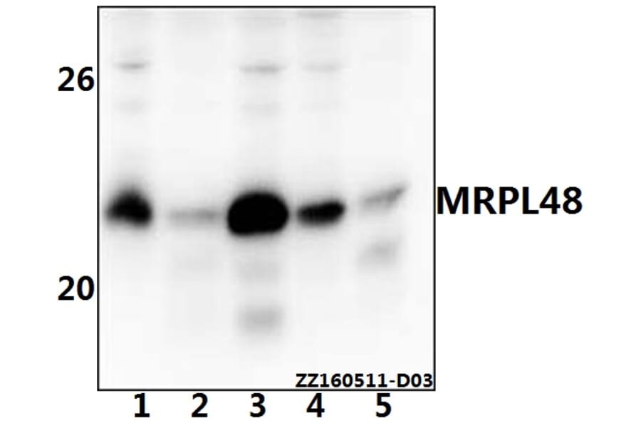 Anti-MRPL48 Antibody from Bioworld Technology (BS61536) - Antibodies.com