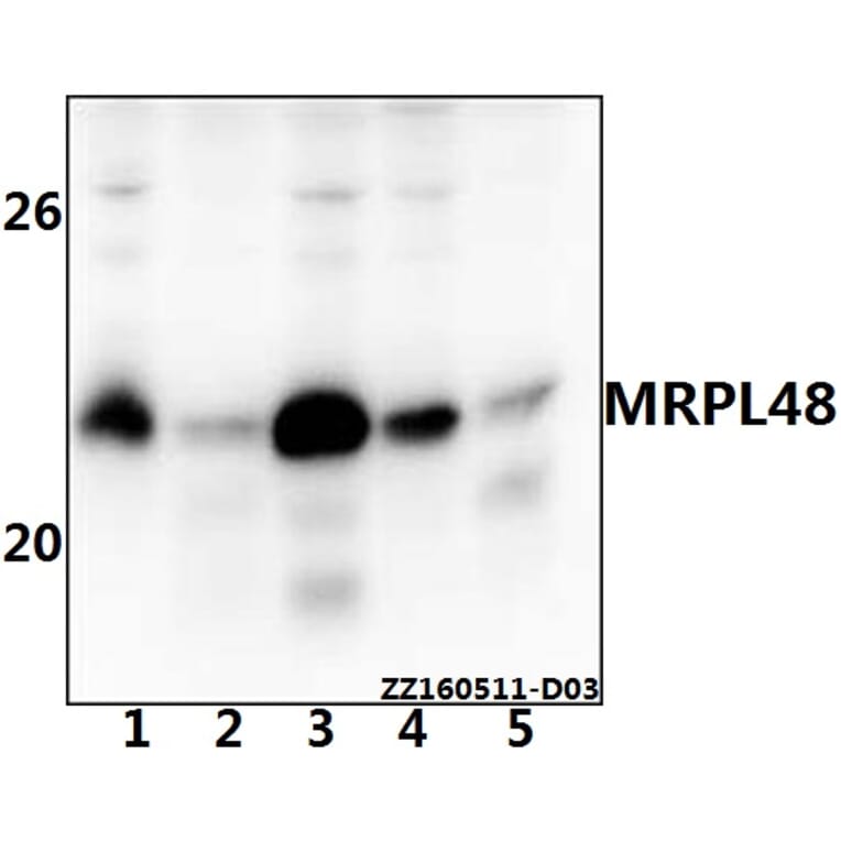 Anti-MRPL48 Antibody from Bioworld Technology (BS61536) - Antibodies.com