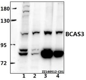 Anti-BCAS3 Antibody from Bioworld Technology (BS61537) - Antibodies.com