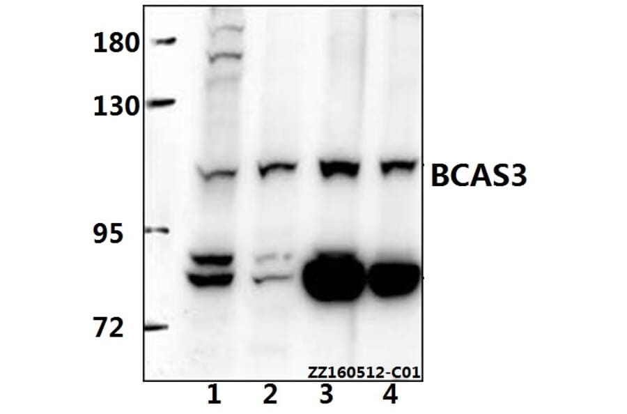 Anti-BCAS3 Antibody from Bioworld Technology (BS61537) - Antibodies.com