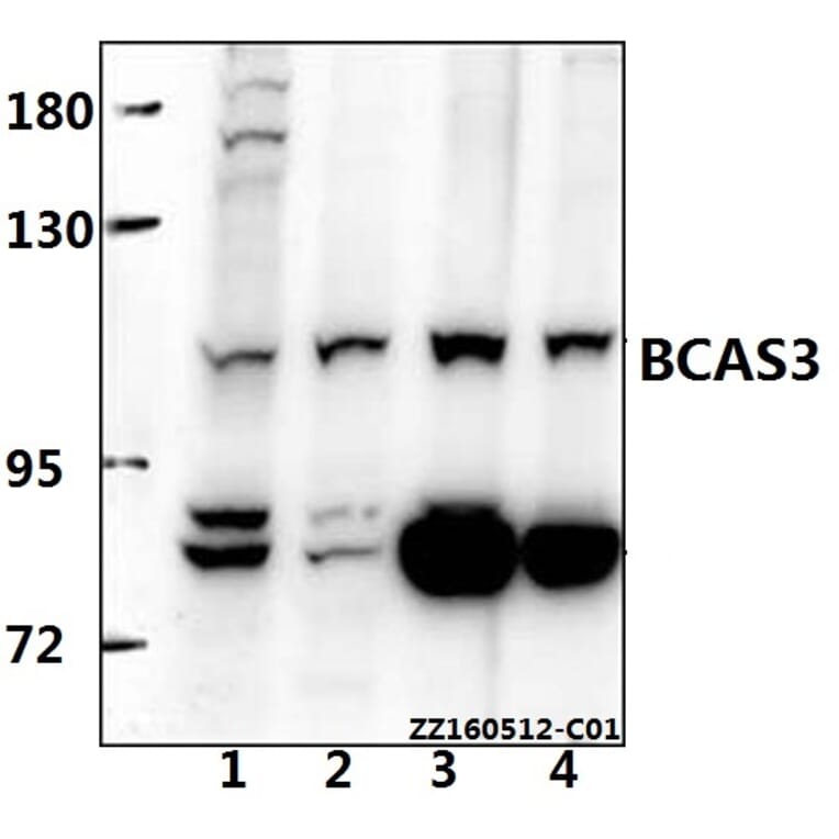 Anti-BCAS3 Antibody from Bioworld Technology (BS61537) - Antibodies.com