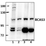 Anti-BCAS3 Antibody from Bioworld Technology (BS61537) - Antibodies.com