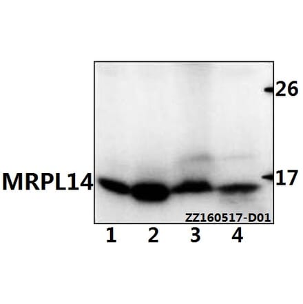 Anti-MRPL14 Antibody from Bioworld Technology (BS61538) - Antibodies.com