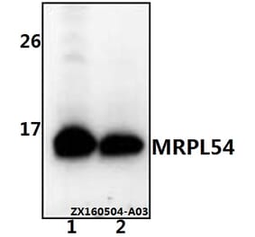 Anti-MRPL54 Antibody from Bioworld Technology (BS61539) - Antibodies.com