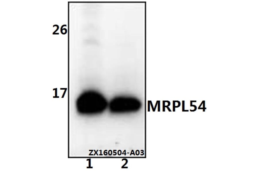 Anti-MRPL54 Antibody from Bioworld Technology (BS61539) - Antibodies.com