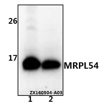 Anti-MRPL54 Antibody from Bioworld Technology (BS61539) - Antibodies.com