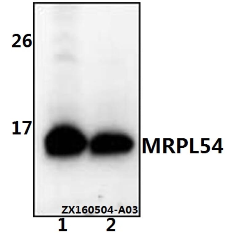 Anti-MRPL54 Antibody from Bioworld Technology (BS61539) - Antibodies.com