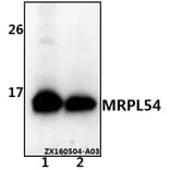 Anti-MRPL54 Antibody from Bioworld Technology (BS61539) - Antibodies.com