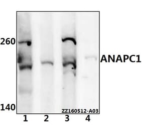 Anti-ANAPC1 Antibody from Bioworld Technology (BS61540) - Antibodies.com