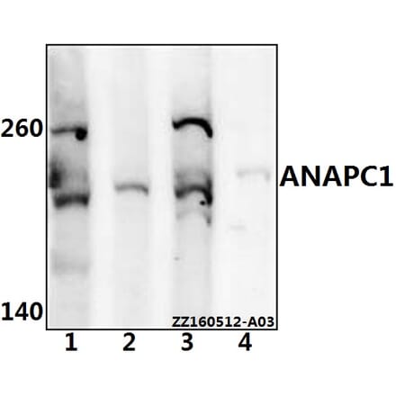 Anti-ANAPC1 Antibody from Bioworld Technology (BS61540) - Antibodies.com