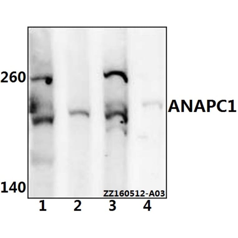 Anti-ANAPC1 Antibody from Bioworld Technology (BS61540) - Antibodies.com