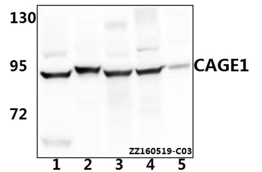 Anti-CAGE1 Antibody from Bioworld Technology (BS61541) - Antibodies.com