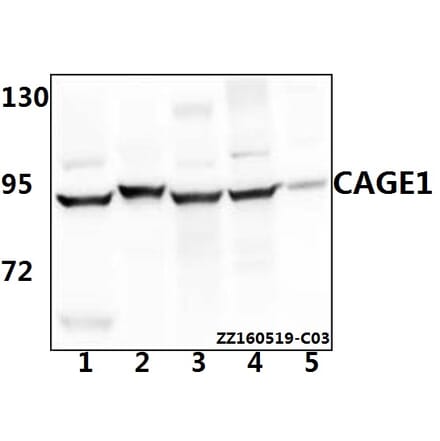 Anti-CAGE1 Antibody from Bioworld Technology (BS61541) - Antibodies.com