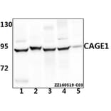 Anti-CAGE1 Antibody from Bioworld Technology (BS61541) - Antibodies.com