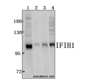 Anti-IFIH1 Antibody from Bioworld Technology (BS61543) - Antibodies.com