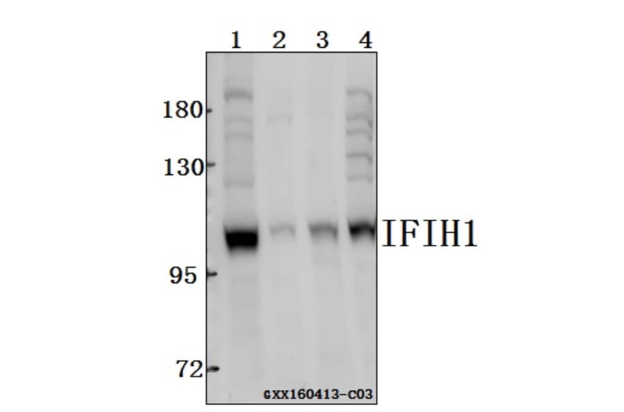 Anti-IFIH1 Antibody from Bioworld Technology (BS61543) - Antibodies.com