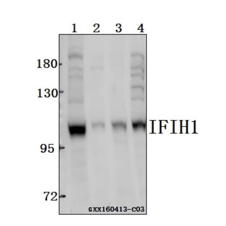 Anti-IFIH1 Antibody from Bioworld Technology (BS61543) - Antibodies.com