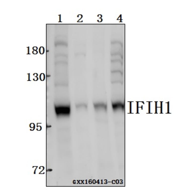 Anti-IFIH1 Antibody from Bioworld Technology (BS61543) - Antibodies.com