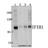 Anti-IFIH1 Antibody from Bioworld Technology (BS61543) - Antibodies.com