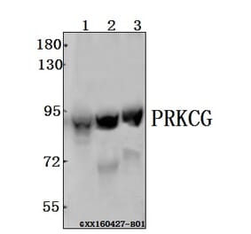 Anti-PRKCG Antibody from Bioworld Technology (BS61544) - Antibodies.com