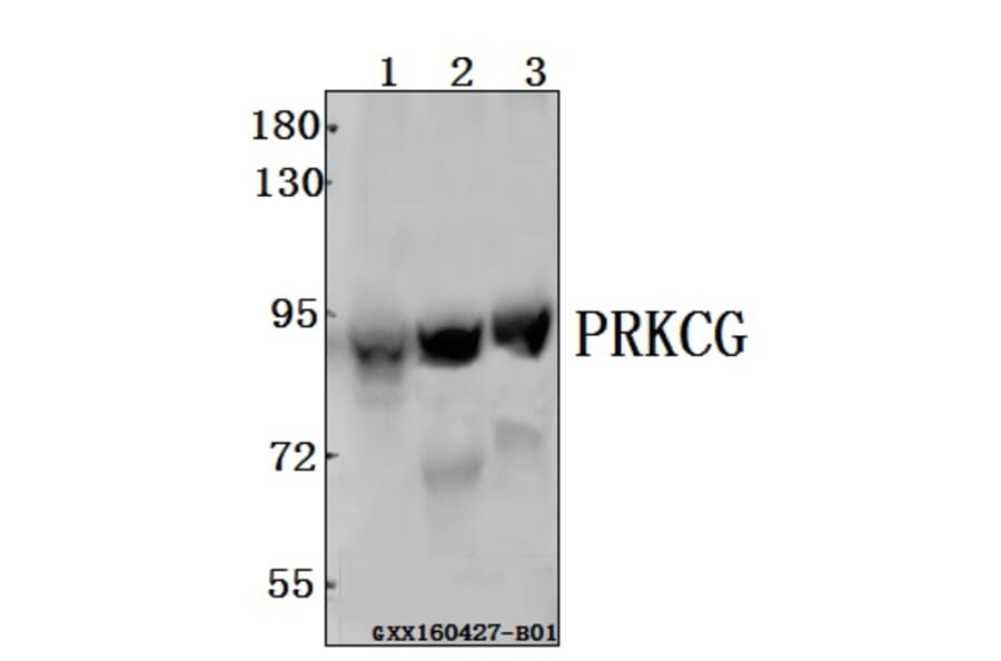 Anti-PRKCG Antibody from Bioworld Technology (BS61544) - Antibodies.com