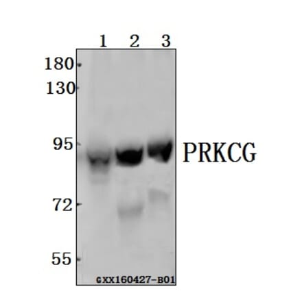Anti-PRKCG Antibody from Bioworld Technology (BS61544) - Antibodies.com